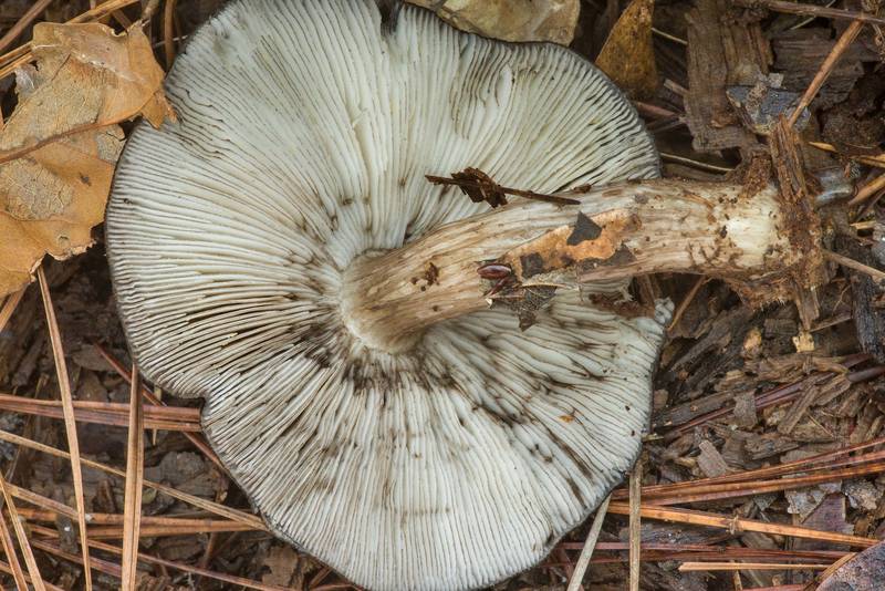 Underside of black-edged Pluteus mushroom (<B>Pluteus atromarginatus</B>) on a property at 5369 Farm to Market Road 770 near Kountze. Texas, <A HREF="../date-en/2019-11-09.htm">November 9, 2019</A>