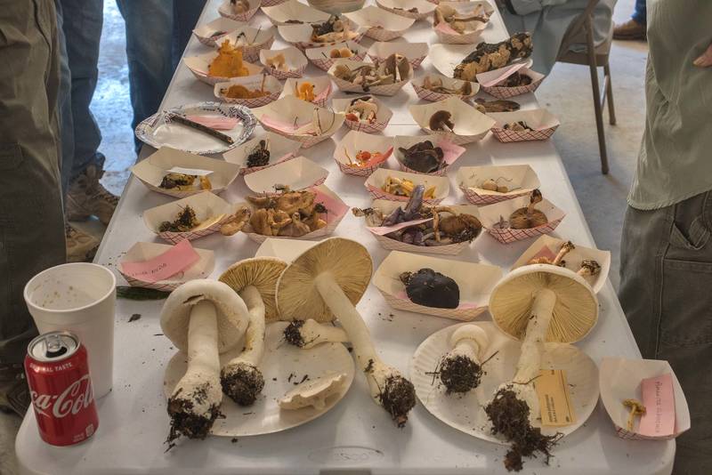 Collected and labelled mushrooms after GSMS mushroom walk on a property at 5369 Farm to Market Road 770 near Kountze. Texas, November 9, 2019