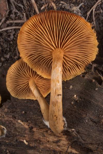 Gills of mushrooms Gymnopilus fulvosquamulosus on rotting oak wood at Lake Somerville Trailway near Birch Creek Unit of Somerville Lake State Park. Texas, November 17, 2019
