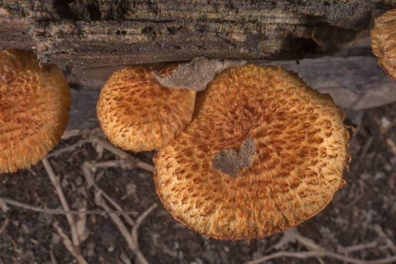 Scaly caps of rustgill mushrooms Gymnopilus fulvosquamulosus on a rotting oak log in wet area at Lake Somerville Trailway near Birch Creek Unit of Somerville Lake State Park. Texas, November 17, 2019