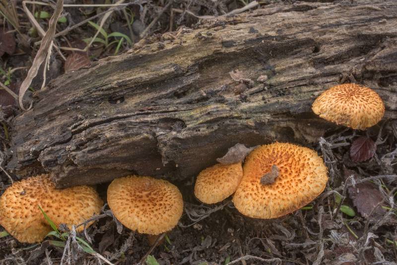 Rustgill mushrooms <B>Gymnopilus fulvosquamulosus</B> on a rotting oak log in wet area at Lake Somerville Trailway near Birch Creek Unit of Somerville Lake State Park. Texas, <A HREF="../date-en/2019-11-17.htm">November 17, 2019</A>