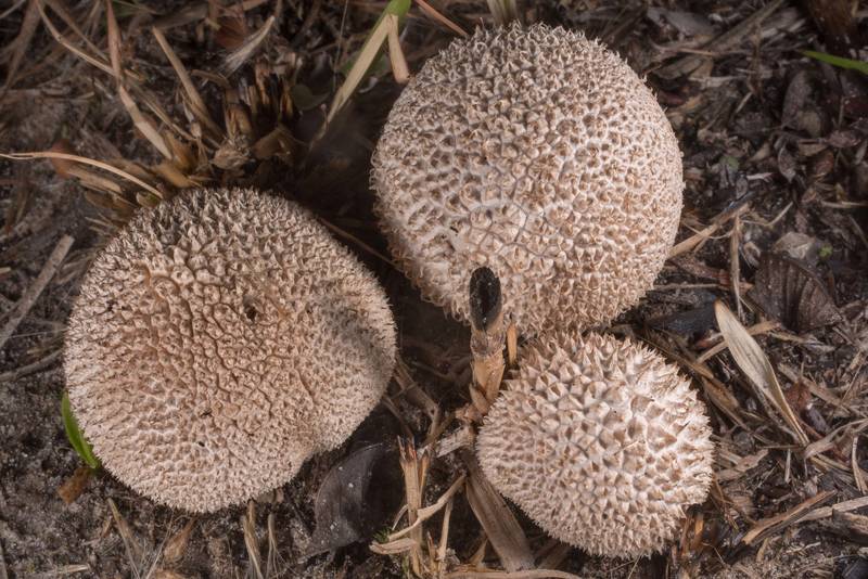 Puffball mushrooms Lycoperdon marginatum in a burnt forest in Bastrop State Park. Bastrop, Texas, November 28, 2019