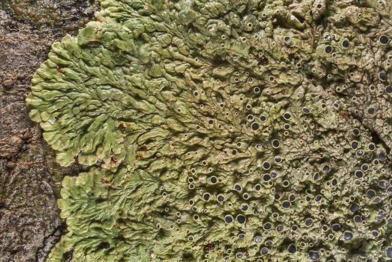 Medallion lichen (Dirinaria confusa) on bark of hackberry tree in Washington-on-the-Brazos State Historic Site. Washington, Texas, December 28, 2019