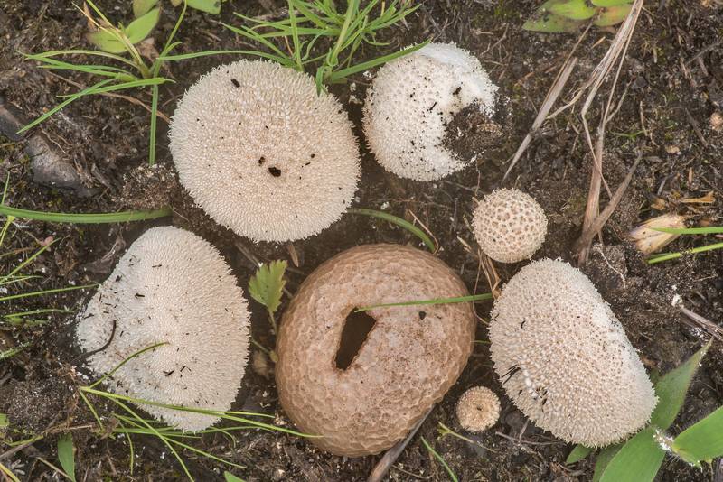 Peeling puffball mushroom (<B>Lycoperdon marginatum</B>) in Bastrop State Park. Bastrop, Texas, <A HREF="../date-en/2020-03-24.htm">March 24, 2020</A>