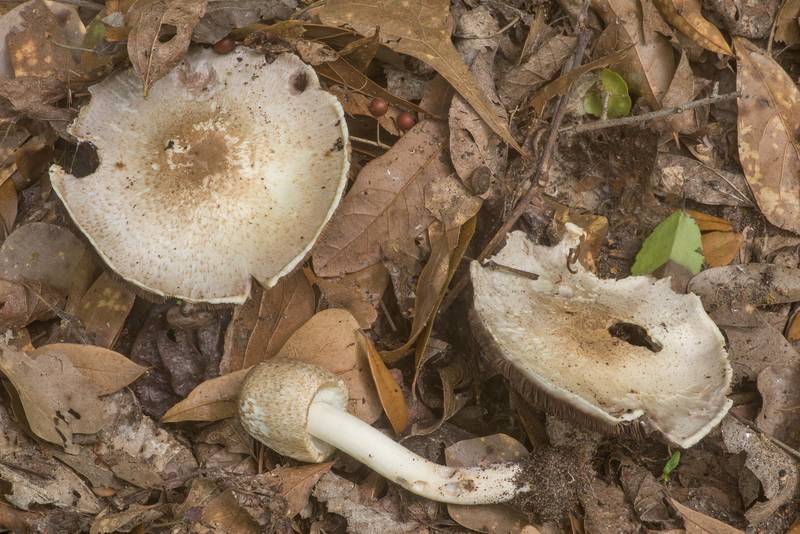 Scaly brown Agaricus mushrooms in a forest in Washington-on-the-Brazos State Historic Site. Washington, Texas, March 28, 2020