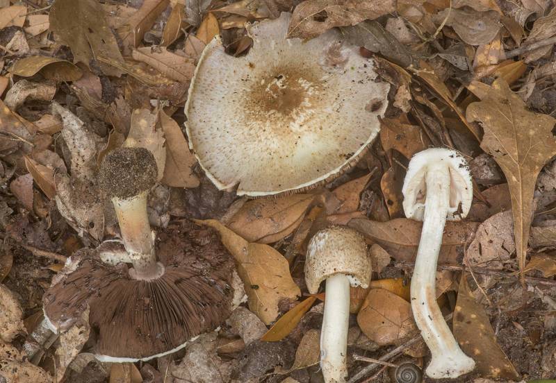 Dissected scaly brown Agaricus mushrooms in a forest in Washington-on-the-Brazos State Historic Site. Washington, Texas, March 28, 2020