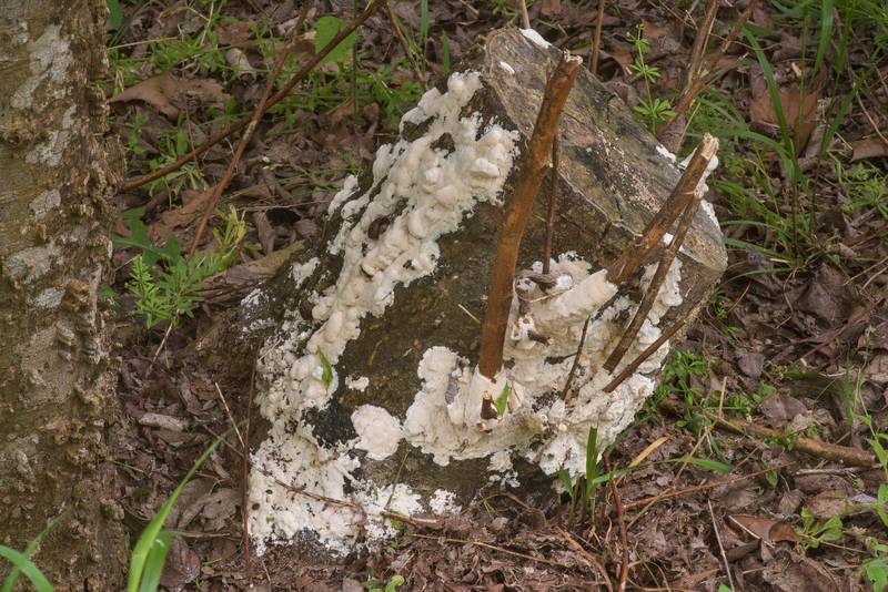Resupinate polypore mushroom Physisporinus vitreus(?) on a hackberry stump in Washington-on-the-Brazos State Historic Site. Washington, Texas, March 28, 2020