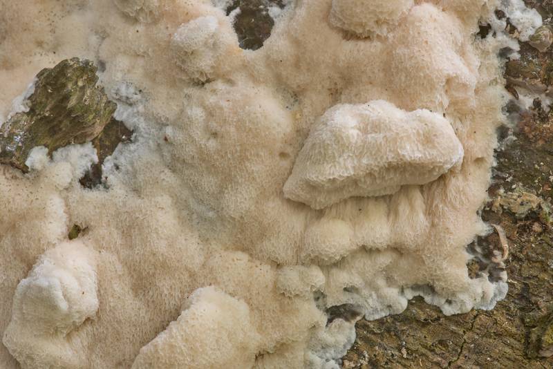 Close-up of resupinate polypore mushroom Physisporinus vitreus(?) in Washington-on-the-Brazos State Historic Site. Washington, Texas, March 28, 2020
