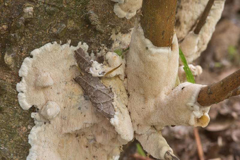 Details of resupinate polypore mushroom Physisporinus vitreus(?) on a hackberry stump in Washington-on-the-Brazos State Historic Site. Washington, Texas, March 28, 2020