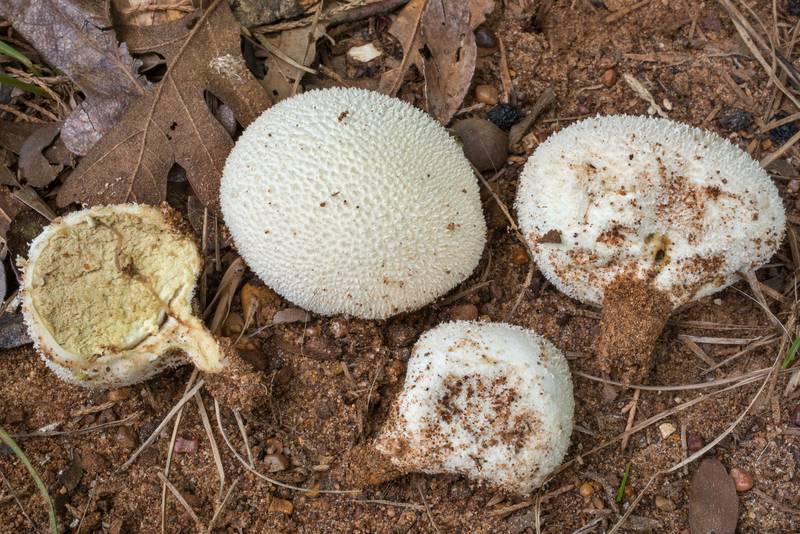 Peeling puffball mushroom (Lycoperdon marginatum)(?) in Lick Creek Park. College Station, Texas, May 22, 2020