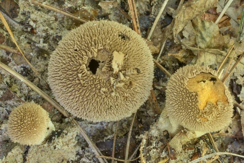 Peeling puffball mushrooms (<B>Lycoperdon marginatum</B>) on Caney Creek Trail (Little Lake Creek Loop Trail) in Sam Houston National Forest north from Montgomery. Texas, <A HREF="../date-en/2020-05-31.htm">May 31, 2020</A>