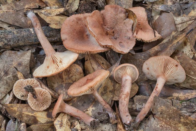 Small milkcap mushrooms <B>Lactarius areolatus</B> under oaks in Lick Creek Park. College Station, Texas, <A HREF="../date-en/2020-06-02.htm">June 2, 2020</A>