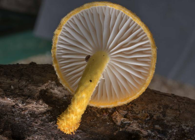 Underside of golden coincap mushroom (<B>Cyptotrama chrysopepla</B> or C. asprata) on a fallen twig in Lick Creek Park. College Station, Texas, <A HREF="../date-en/2020-06-02.htm">June 2, 2020</A>