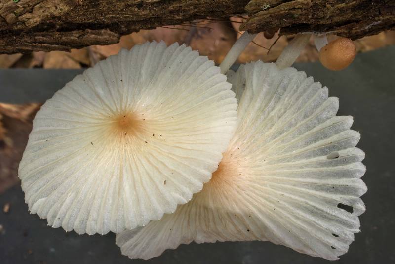 Marasmiellus mushrooms on rotting wood in Lick Creek Park. College Station, Texas, June 2, 2020