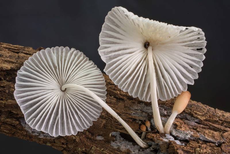 Gills of Marasmiellus mushrooms on rotting wood in Lick Creek Park. College Station, Texas, June 2, 2020