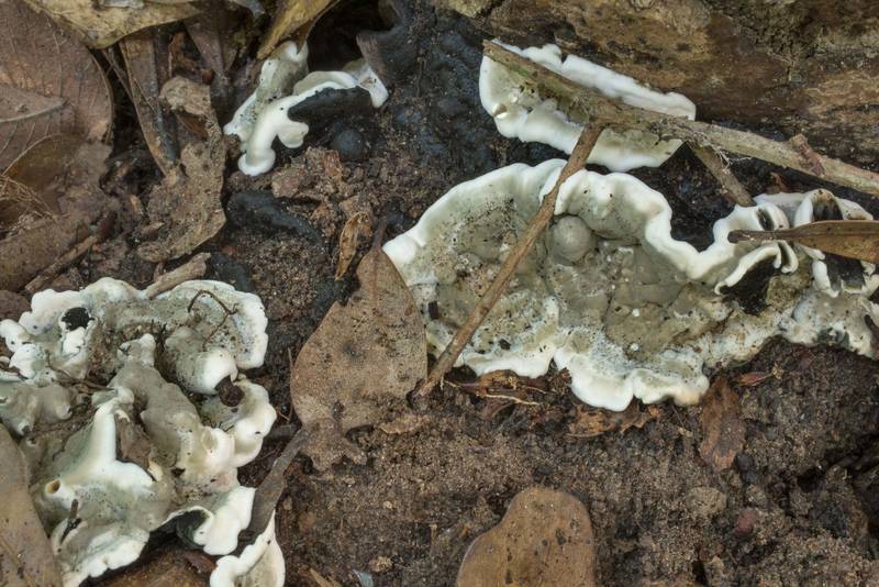 Brittle cinder fungus (Kretzschmaria deusta) in Lick Creek Park. College Station, Texas, June 2, 2020