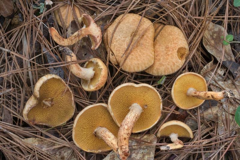 Bolete mushrooms <B>Suillus decipiens</B> under pines on Stubblefield section of Lone Star hiking trail north from Trailhead No. 6 in Sam Houston National Forest. Texas, <A HREF="../date-en/2020-06-06.htm">June 6, 2020</A>