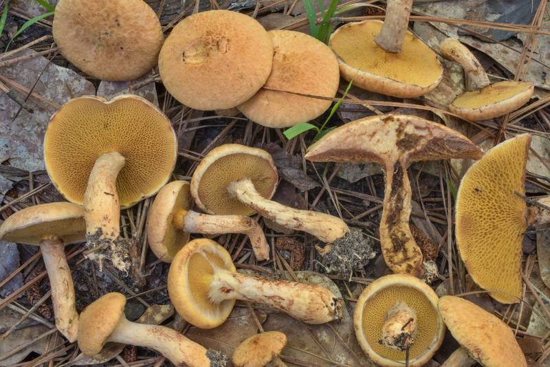 Cross section of bolete mushrooms <B>Suillus decipiens</B> on Stubblefield section of Lone Star hiking trail north from Trailhead No. 6 in Sam Houston National Forest. Texas, <A HREF="../date-en/2020-06-06.htm">June 6, 2020</A>