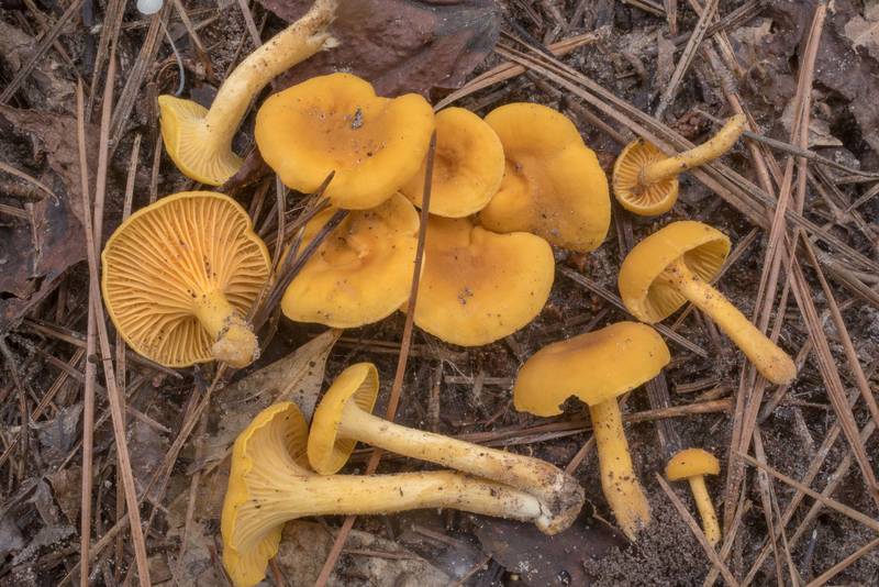 Chanterelle mushrooms <B>Cantharellus tabernensis</B> on Caney Creek Trail (Little Lake Creek Loop Trail) in Sam Houston National Forest north from Montgomery. Texas, <A HREF="../date-en/2020-07-10.htm">July 10, 2020</A>