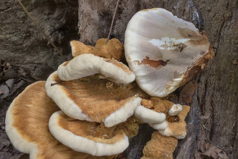 Underside of resinous polypore mushrooms (Ischnoderma resinosum) on an oak stump in Lick Creek Park. College Station, Texas, August 8, 2020