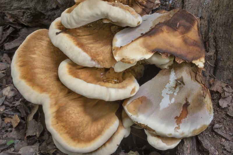 Cross section of resinous polypore mushrooms (Ischnoderma resinosum) on an oak stump in Lick Creek Park. College Station, Texas, August 8, 2020
