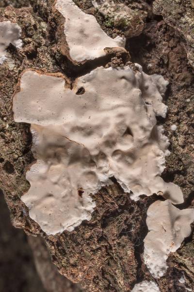 Smooth white patch of corticioid fungus <B>Dendrothele candida</B> on bark of a big live oak (Quercus virginiana) in a forest behind the park entrance at Lake Somerville Trailway near Birch Creek Unit of Somerville Lake State Park. Texas, <A HREF="../date-en/2020-08-09.htm">August 9, 2020</A>