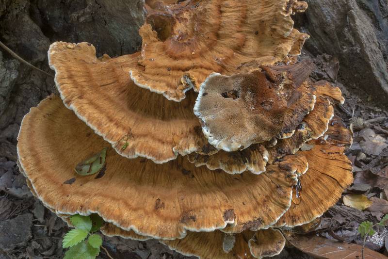 Underside of resinous polypore mushrooms (Ischnoderma resinosum) on an oak stump in Lick Creek Park. College Station, Texas, August 14, 2020