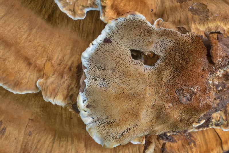 Pore surface of resinous polypore mushrooms (<B>Ischnoderma resinosum</B>) in Lick Creek Park. College Station, Texas, <A HREF="../date-en/2020-08-14.htm">August 14, 2020</A>