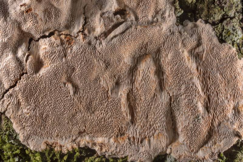 Texture of resupinate polypore mushroom <B>Perenniporia phloiophila</B> on bark of an old live oak in Old Baylor Park. Independence, Texas, <A HREF="../date-en/2020-09-03.htm">September 3, 2020</A>