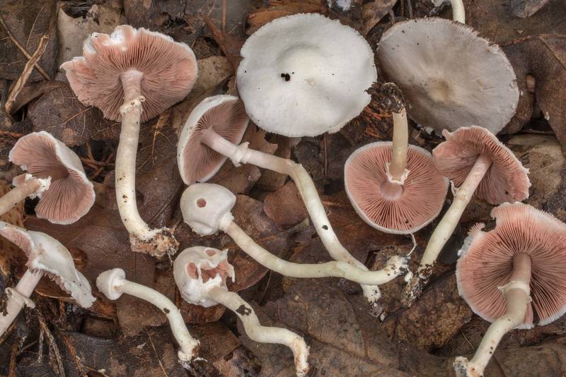 <B>Agaricus pocillator</B> mushrooms under trees in David E. Schob Nature Preserve at 906 Ashburn Street. College Station, Texas, <A HREF="../date-en/2020-09-09.htm">September 9, 2020</A>