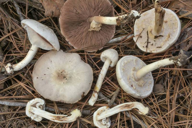 <B>Agaricus pocillator</B> mushrooms on Lone Star Hiking Trail south from Stubblefield Campground in Sam Houston National Forest. Montgomery, Texas, <A HREF="../date-en/2020-09-13.htm">September 13, 2020</A>
