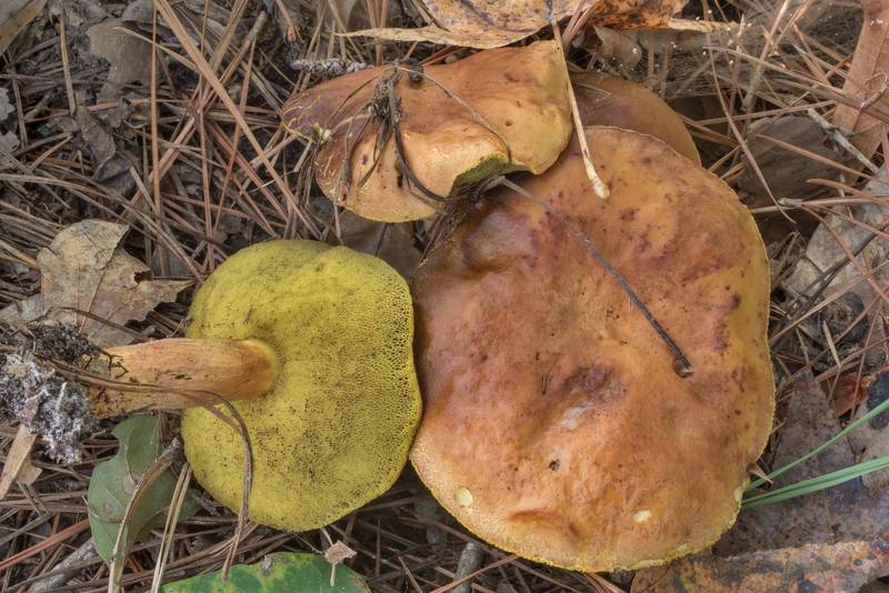 Ashtray bolete mushrooms (<B>Leccinum rubropunctum</B>) on Stubblefield section of Lone Star hiking trail north from Trailhead No. 6 in Sam Houston National Forest. Texas, <A HREF="../date-en/2020-09-18.htm">September 18, 2020</A>