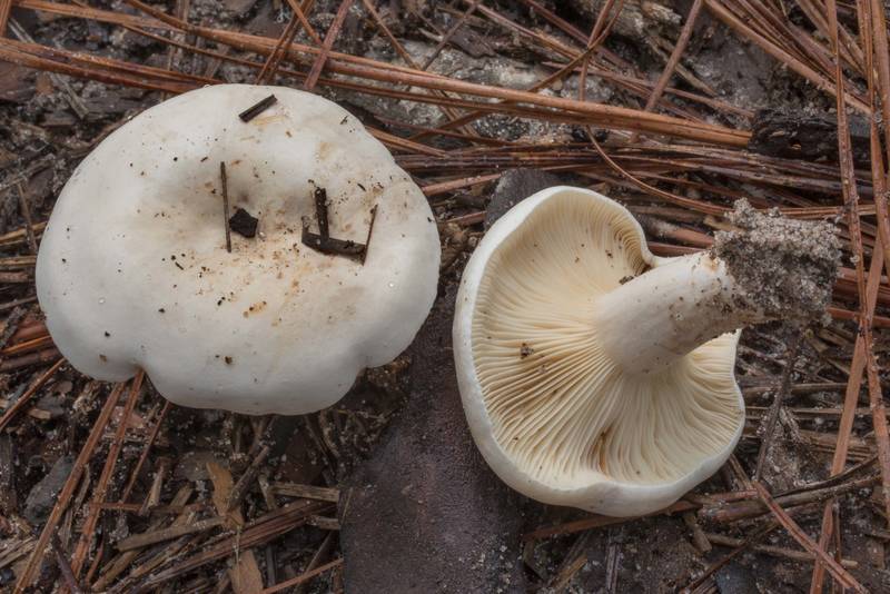 Milkcap mushroom Lactifluus subvellereus on Stubblefield section of Lone Star hiking trail north from Trailhead No. 6 in Sam Houston National Forest. Texas, September 18, 2020