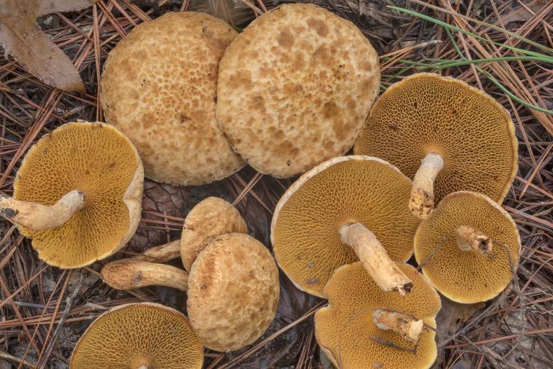 Bolete mushrooms <B>Suillus decipiens</B> near a lake on Stubblefield section of Lone Star hiking trail north from Trailhead No. 6 in Sam Houston National Forest. Texas, <A HREF="../date-en/2020-09-18.htm">September 18, 2020</A>