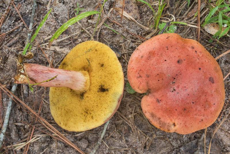 Various bolete mushrooms on Stubblefield section of Lone Star hiking trail north from Trailhead No. 6 in Sam Houston National Forest. Texas, September 18, 2020
