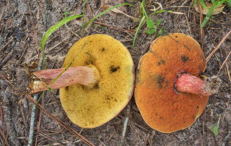 Yellow and red pores of various bolete mushrooms on Stubblefield section of Lone Star hiking trail north from Trailhead No. 6 in Sam Houston National Forest. Texas, September 18, 2020