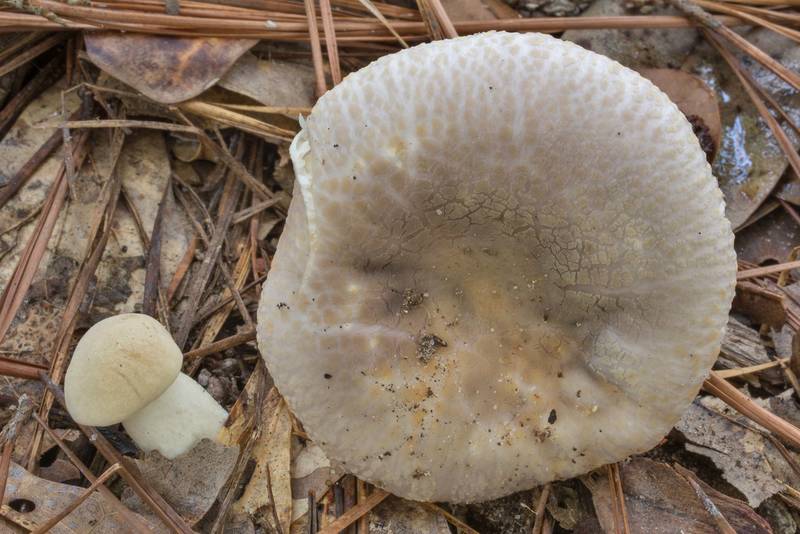 Brittlegill mushroom Russula crustosa with a bolete mushroom on Stubblefield section of Lone Star hiking trail north from Trailhead No. 6 in Sam Houston National Forest. Texas, September 18, 2020
