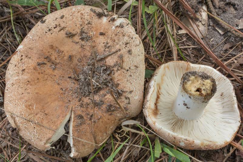 Firm Russula mushrooms (<B>Russula compacta</B>) on Stubblefield section of Lone Star hiking trail north from Trailhead No. 6 in Sam Houston National Forest. Texas, <A HREF="../date-en/2020-09-18.htm">September 18, 2020</A>