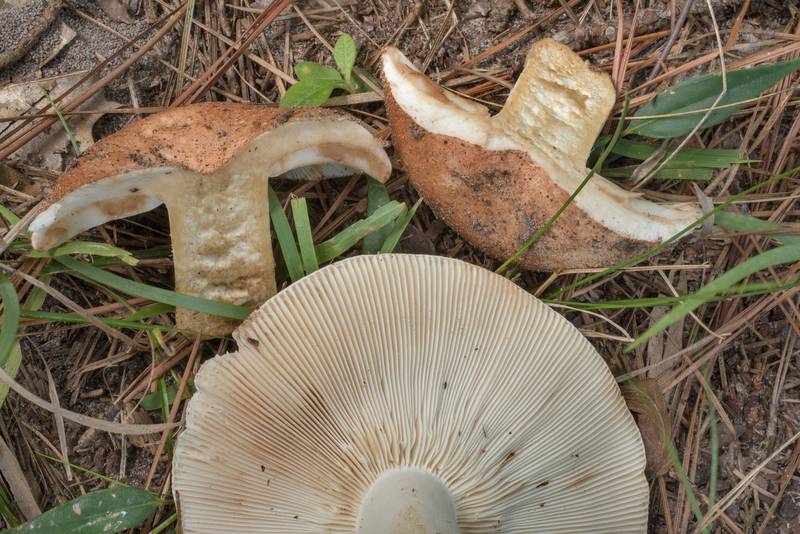 Cross section of firm Russula mushrooms (Russula compacta) on Stubblefield section of Lone Star hiking trail north from Trailhead No. 6 in Sam Houston National Forest. Texas, September 18, 2020