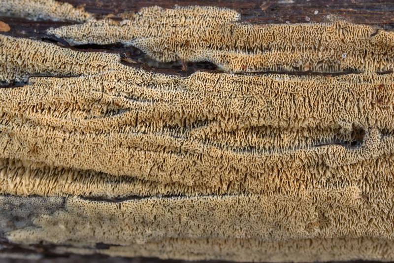 Close-up of yellowish Schizopora-like resupinate polypore mushroom on trumpet vine in Huntsville State Park. Texas, December 18, 2020