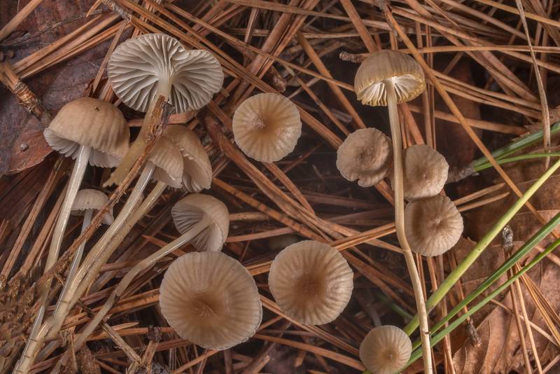 Needle bonnet mushrooms (Mycena clavicularis) in Huntsville State Park. Texas, December 18, 2020