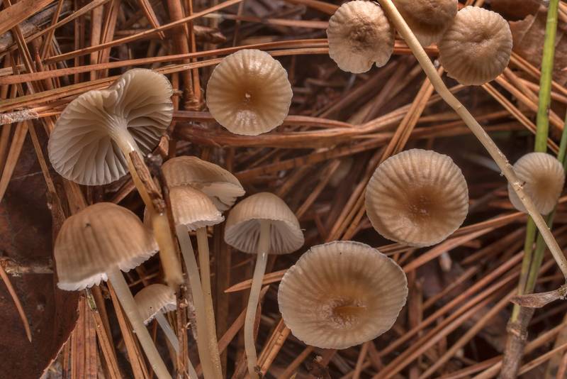 Needle bonnet mushrooms (Mycena clavicularis) under pine trees in Huntsville State Park. Texas, December 18, 2020