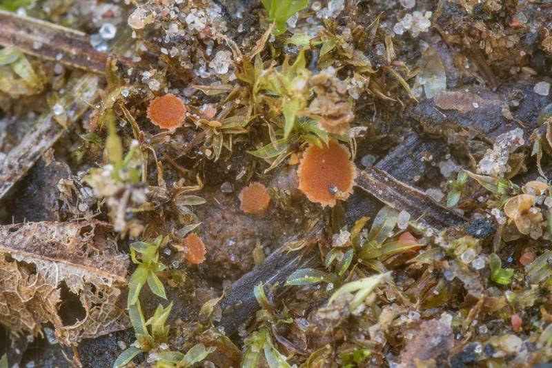 Orange Ascomycete bryoparasitic fungus Lamprospora carbonicola with moss Funaria hygrometrica on burnt ground on a forest clearing under utility lines on Caney Creek section of Lone Star Hiking Trail in Sam Houston National Forest north from Montgomery. Texas, February 22, 2021