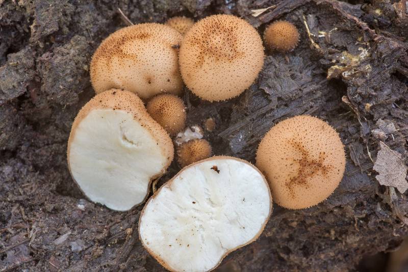 Pear-shaped stump puffball mushrooms (Lycoperdon pyriforme, <B>Apioperdon pyriforme</B>) in cross section on Caney Creek Trail (Little Lake Creek Loop Trail) in Sam Houston National Forest north from Montgomery. Texas, <A HREF="../date-en/2021-03-07.htm">March 7, 2021</A>