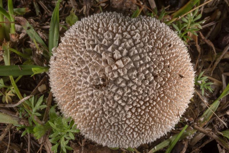 Peeling puffball mushroom (Lycoperdon marginatum) in Bee Creek Park. College Station, Texas, April 20, 2021