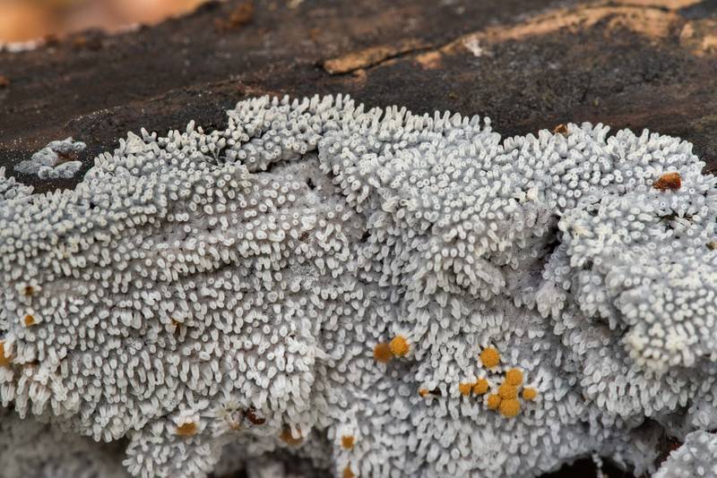 Coral slime mold Ceratiomyxa fruticulosa together with some fungus on rotting oak wood in Lick Creek Park. College Station, Texas, June 25, 2021