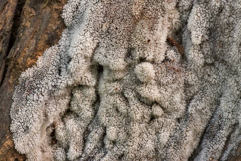 Coral slime mold (Ceratiomyxa fruticulosa) on a rotting tree in Big Creek Scenic Area of Sam Houston National Forest. Shepherd, Texas, July 10, 2021