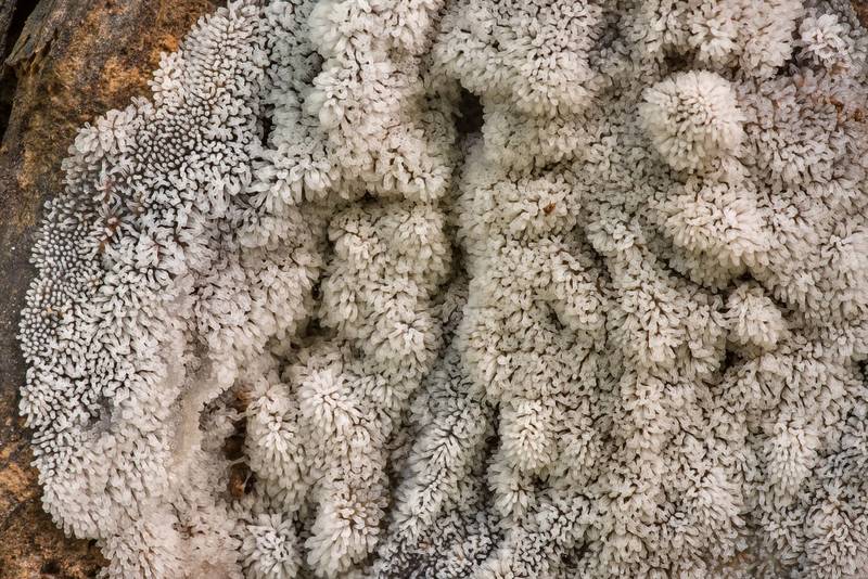 Close-up of coral slime mold (Ceratiomyxa fruticulosa) on a rotting tree in Big Creek Scenic Area of Sam Houston National Forest. Shepherd, Texas, July 10, 2021