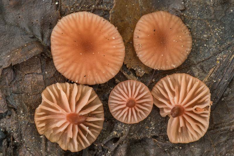Caps of small deceiver mushrooms (<B>Laccaria laccata</B>) in wet area on Caney Creek Trail (Little Lake Creek Loop Trail) in Sam Houston National Forest north from Montgomery. Texas, <A HREF="../date-en/2021-07-25.htm">July 25, 2021</A>