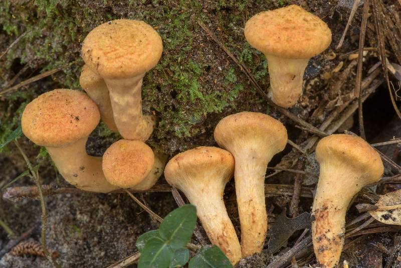 Close-up of young bolete mushrooms Suillus decipiens near rotting wood on Kirby Trail in Big Thicket National Preserve. Warren, Texas, September 25, 2021